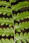 Log fern 